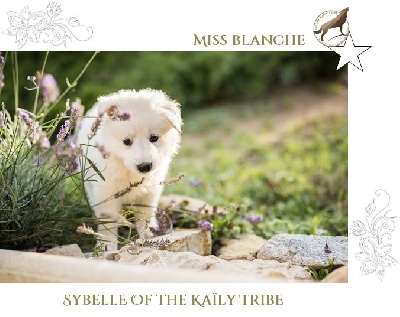 Étalon Berger Blanc Suisse - Sybelle Of The Kaïly Tribe