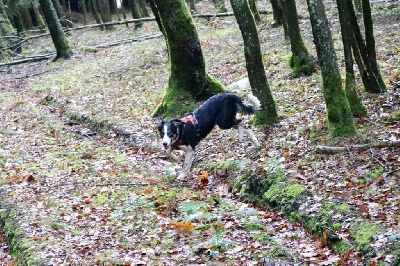 Étalon Border Collie - Prada Des Collines De B