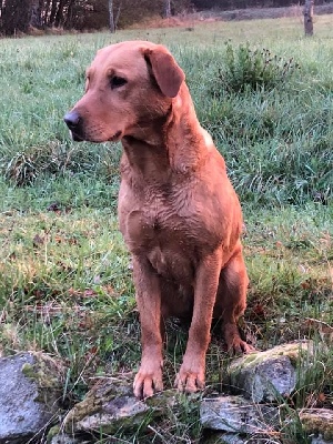 Étalon Labrador Retriever - bellaroyal Obladi for talf