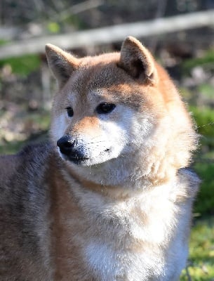 Étalon Shiba - rusty-red monster Akemi