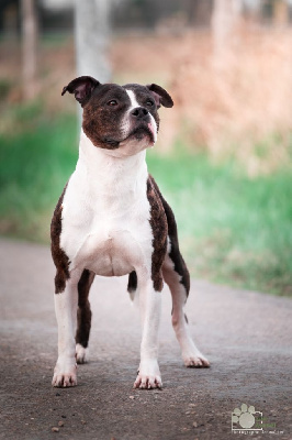 Étalon American Staffordshire Terrier - Lil'pearl isis De L'Empreinte De Dog'star