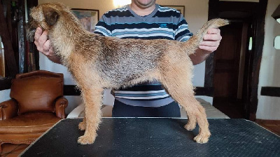 Étalon Border Terrier - Sakti d'Hixa's Stories