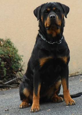 Étalon Rottweiler - Patchouli du puits a loups