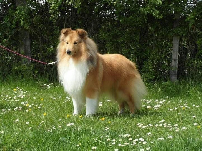 Étalon Shetland Sheepdog - Blue witch Muse