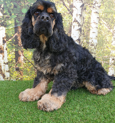 Étalon American Cocker Spaniel - Rahotep de toscane du Domaine des Pins d'Aurécanie