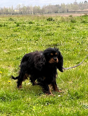 Étalon Cavalier King Charles Spaniel - Praline Des p'tits Bizoulous