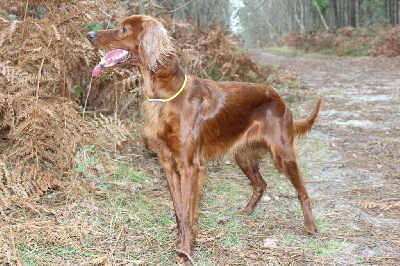 Étalon Setter irlandais rouge - TR. CH. Phellanne De La Fougue En Plaine