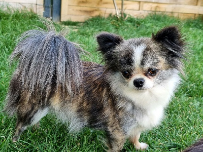 Étalon Chihuahua - Ounelia chiquita Des Minis Bombes