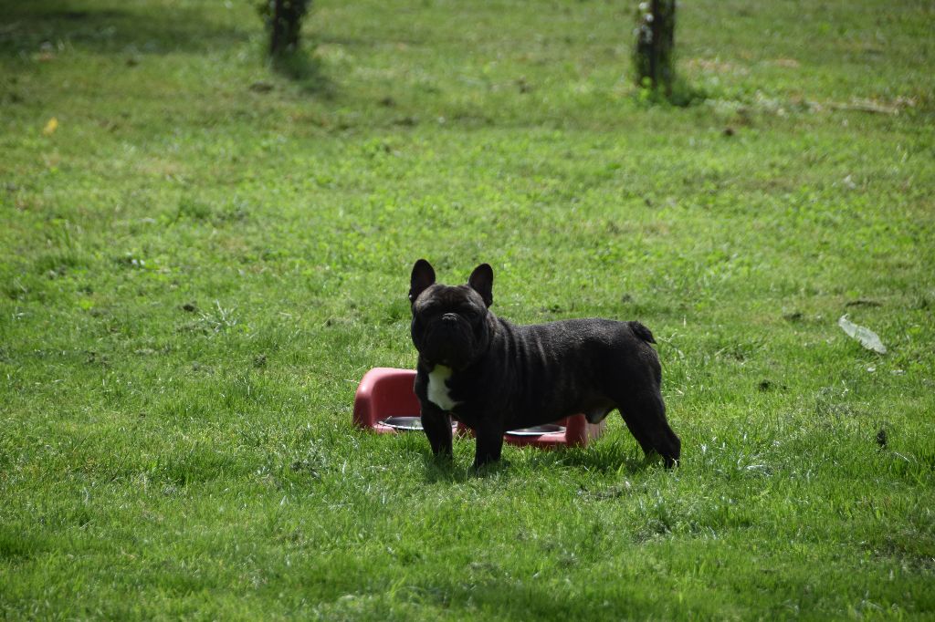 Publication : des bouilles de la Garonne 