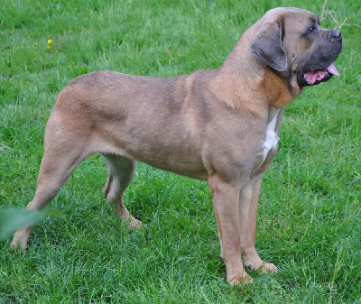 Étalon Cane Corso - Sun rise de Ling Dechen