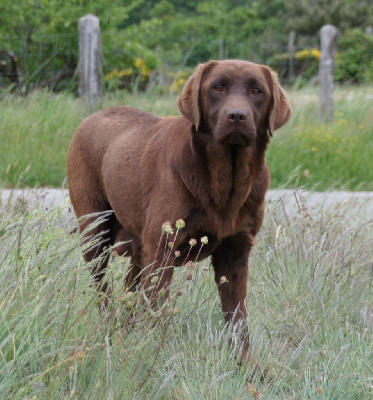 Étalon Labrador Retriever - Rumba de la Gabrière