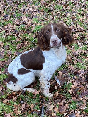 Étalon English Springer Spaniel - Royce De Cascad'hoch