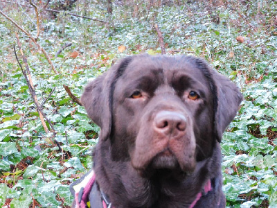 Étalon Labrador Retriever - Nelly de La Rosedes Vents Tricastine