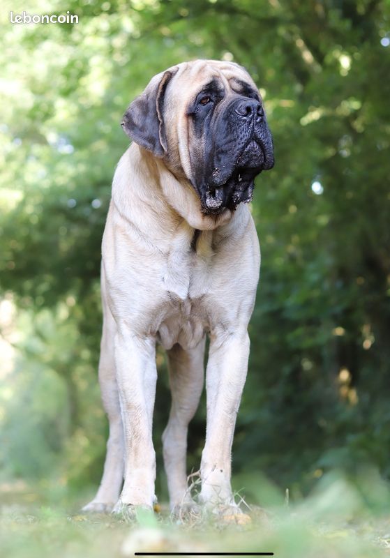 Play boy - percy des Mastiffs d'Enfer