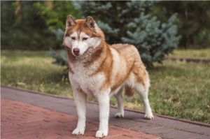 CH. husky haven Hot chocolate