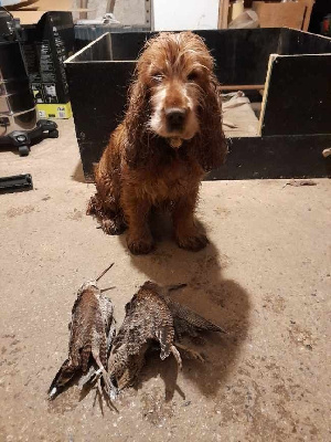 Étalon Cocker Spaniel Anglais - Lune du Tertre de la Pommeraie