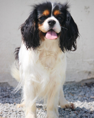 Étalon Cavalier King Charles Spaniel - Rubis du domaine de kerjonc