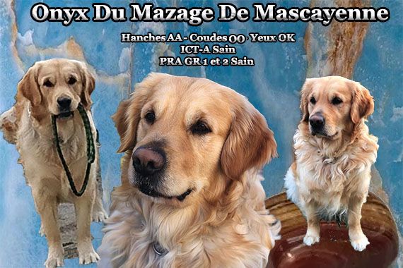 Publication : Du mazage de mascayenne Auteur : Yannick Maurel