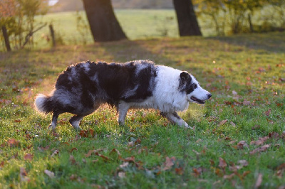 Étalon Border Collie - Dorka's Spirit N'seth