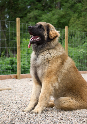 Étalon Leonberger - Opale Du Clan Des Monts