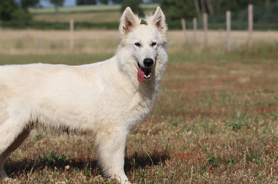 Étalon Berger Blanc Suisse - Romance en provence of Bloodreina