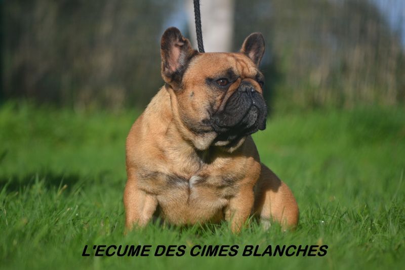 Roi du monde de l'écume des cimes blanches