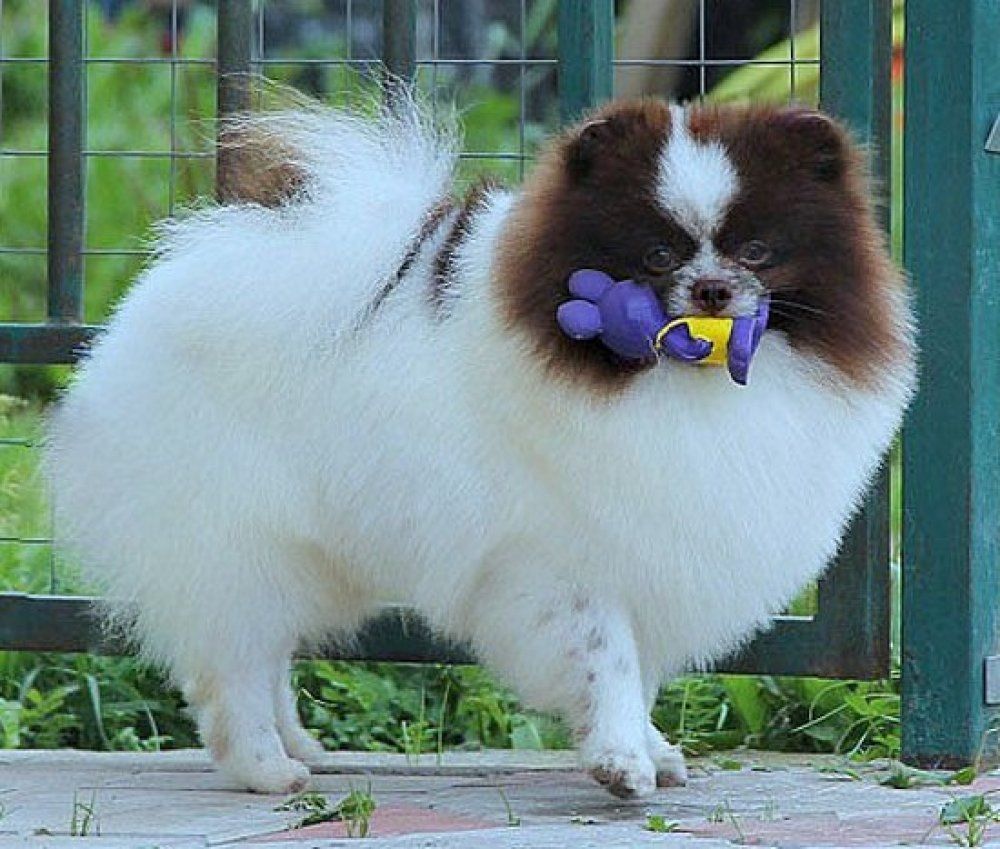 edelweiss Dog show