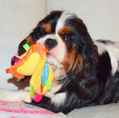 Étalon Cavalier King Charles Spaniel - Oudini Des Divins Prémices