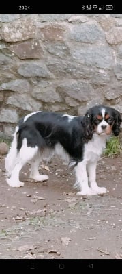 Étalon Cavalier King Charles Spaniel - Shakira du domaine des quatre pattes