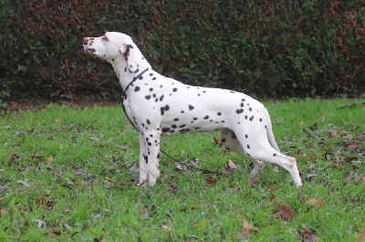 Étalon Dalmatien - Raven Du Verger Des Beaurepaires