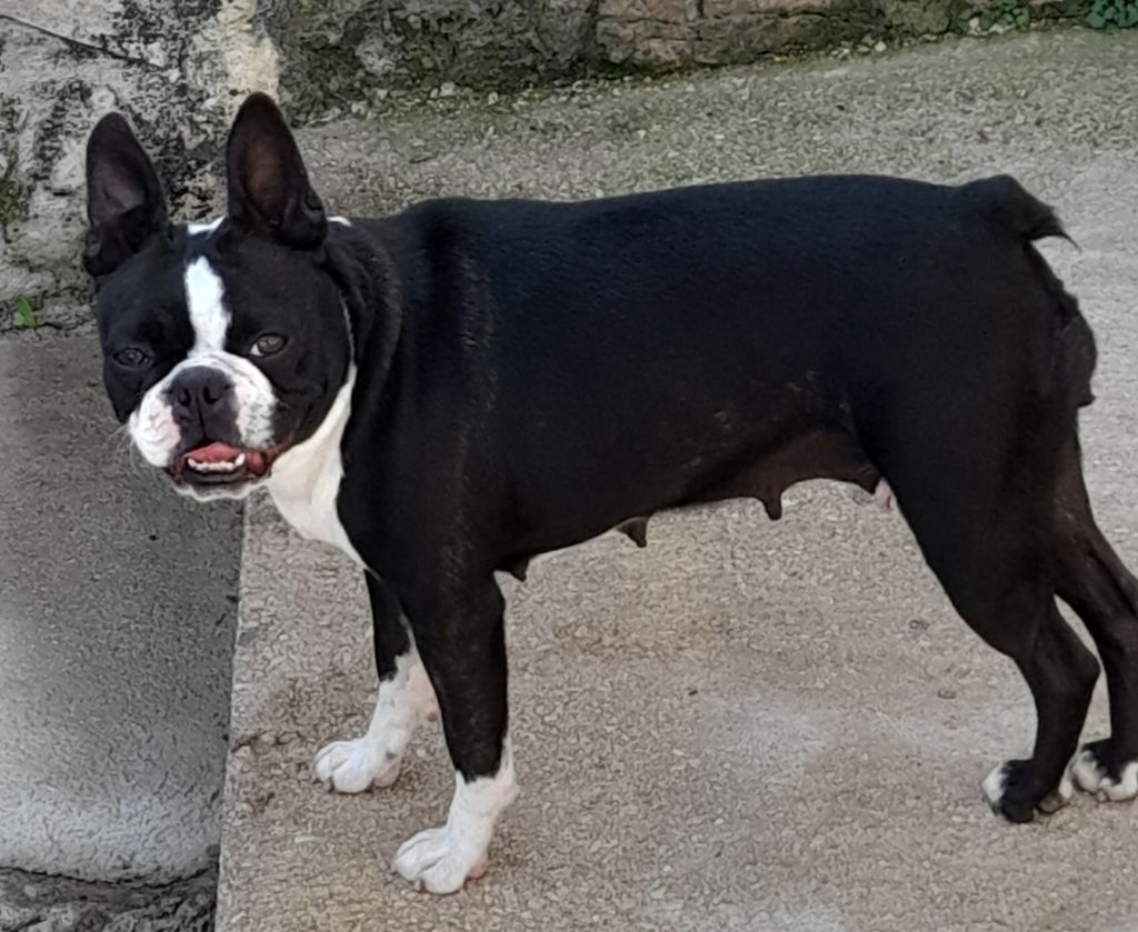 Pouppy des lavandes de la Sainte Victoire