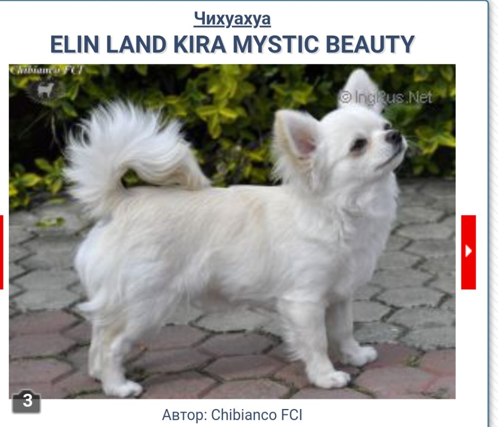 elin land Kira mystic beauty