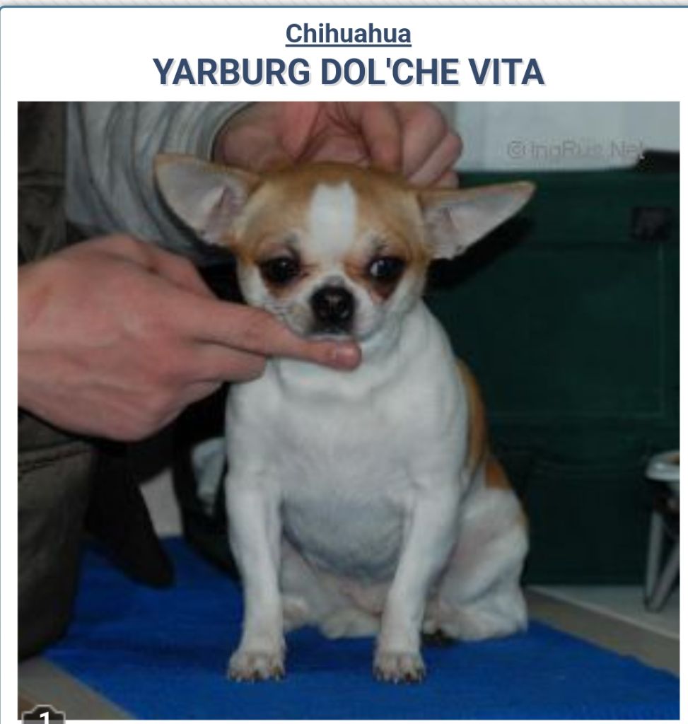 yarburg Dol'che vita