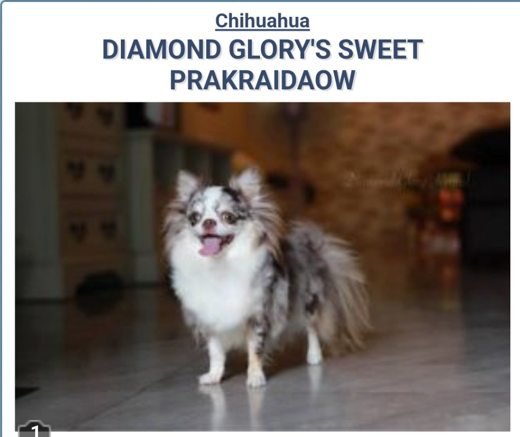 diamond glory's Sweet prakraidaow
