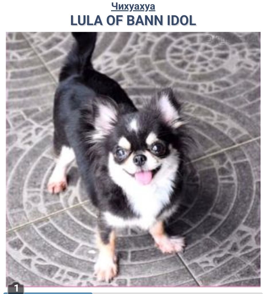 Lula of bann idol