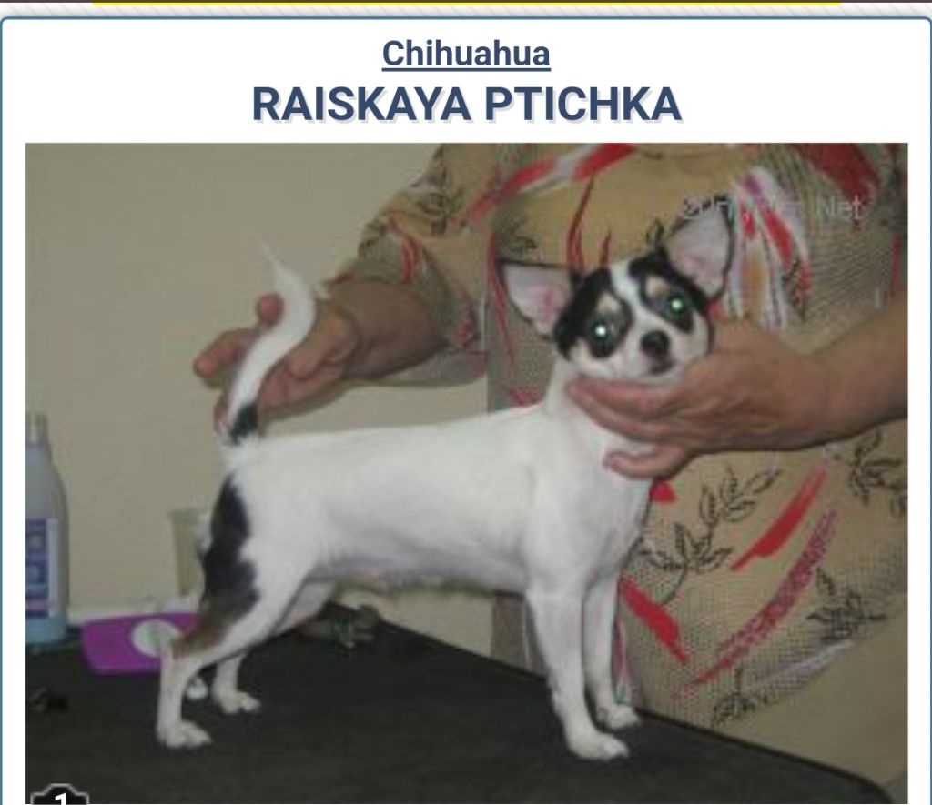 Raiskaya ptichka (Sans Affixe)