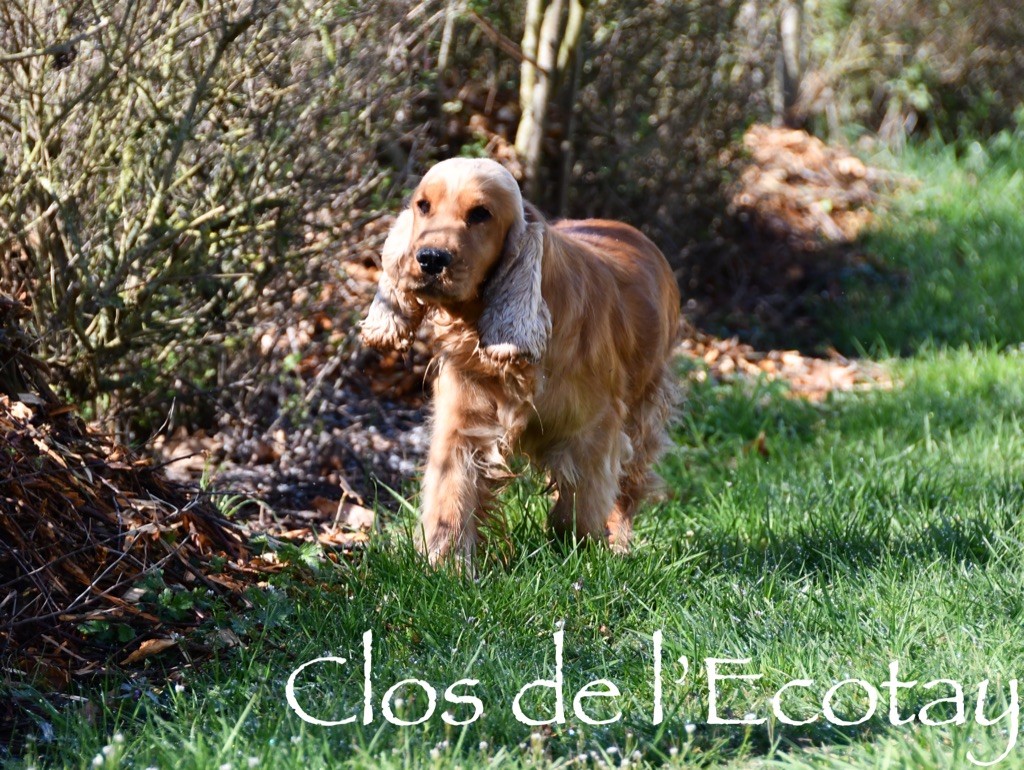 Publication : Du Clos De L'Ecotay Auteur : clos de l'Ecotay