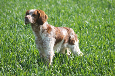 Étalon Epagneul Breton - Chp tr helios des T'chiots Picards