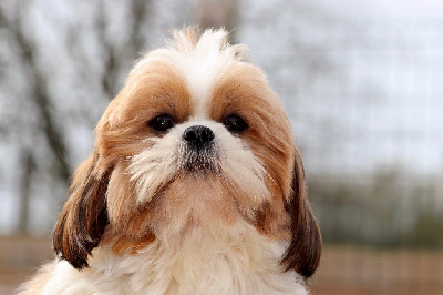 Étalon Shih Tzu - Sharlotte De La Baronnerie Des Cuillerdier