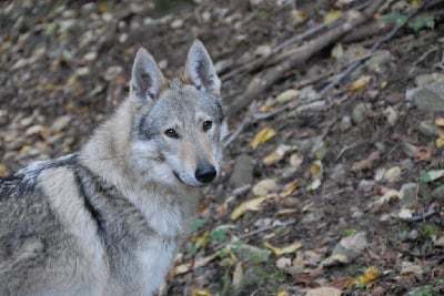 Étalon Chien-loup tchecoslovaque - Sa-arh' kyss baj-gwé de la mollyniere de lo'scale