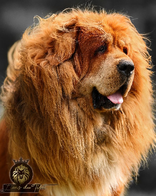 Étalon Dogue du Tibet - CH. Oblack Des Lions Du Tibet