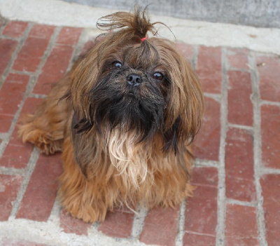 Étalon Shih Tzu - Shou an li d'imperial Khan-Shing