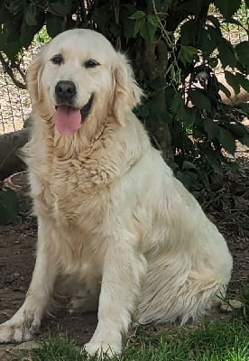 Étalon Golden Retriever - Pretty flower dite kiss des Anges de la Claie