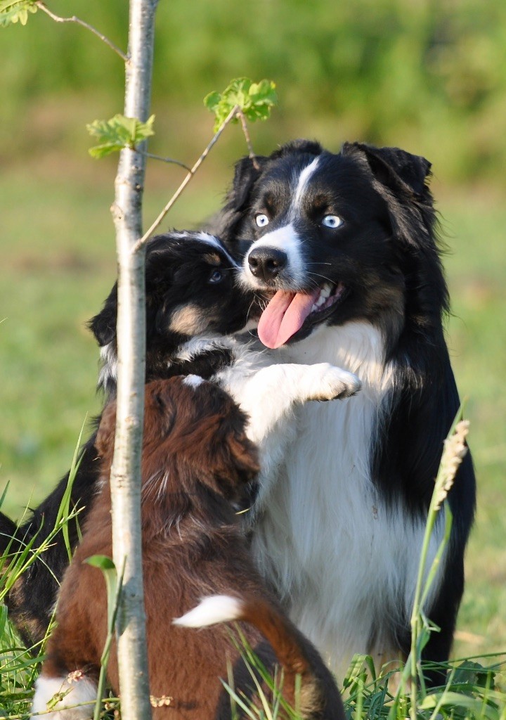 Sirius black De Park Braz