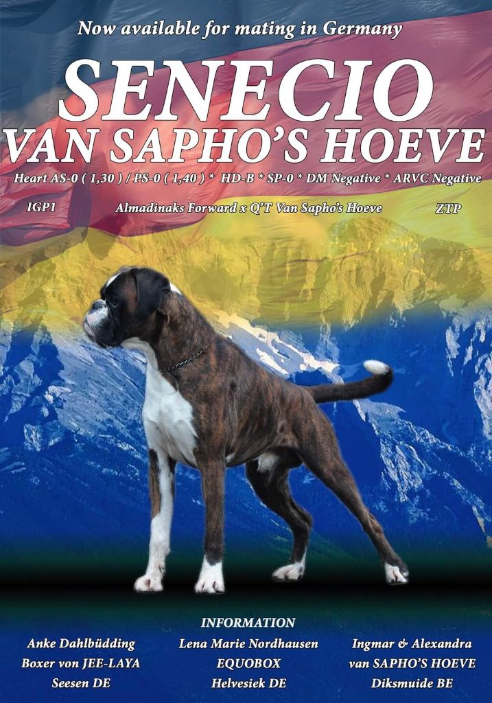 CH. Senecio Van sapho's hoeve