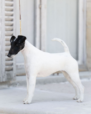 Étalon Fox Terrier Poil lisse - Tamise du Manoir Saint Adrien