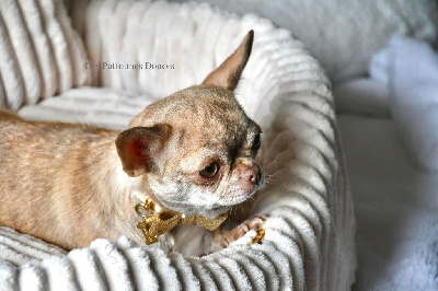 Étalon Chihuahua - Shelby De La Vallée De Naica
