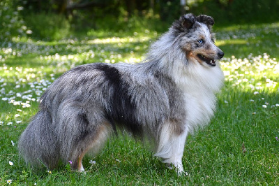 Étalon Shetland Sheepdog - Saveur d'amour bleue de la source du Montet