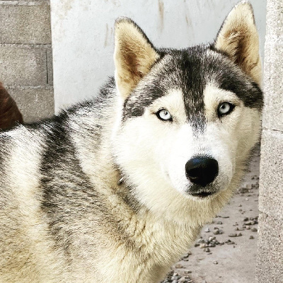 Étalon Siberian Husky - Tala des Elfes du Dolmen