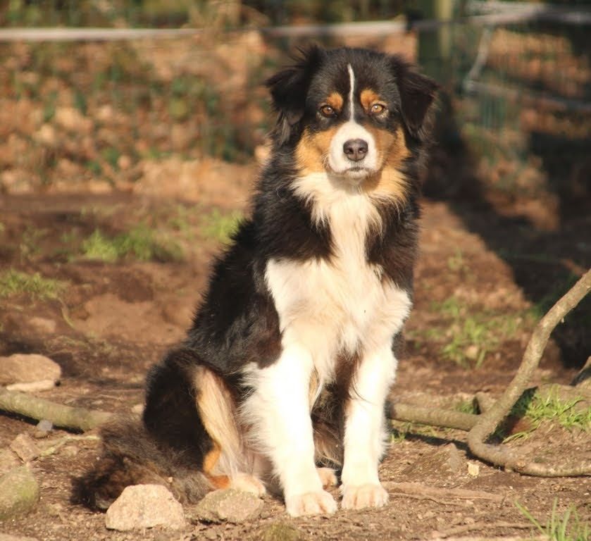 Reine saskia du Domaine Des Frères Des Loups